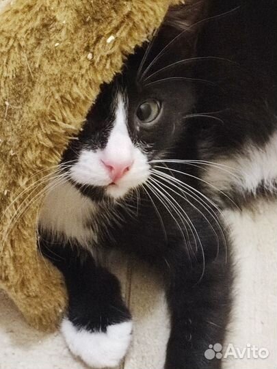 Ласковые котята в добрые руки