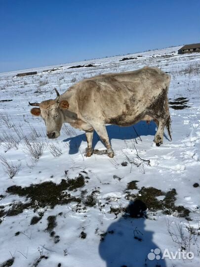 Коровы дойные молочные