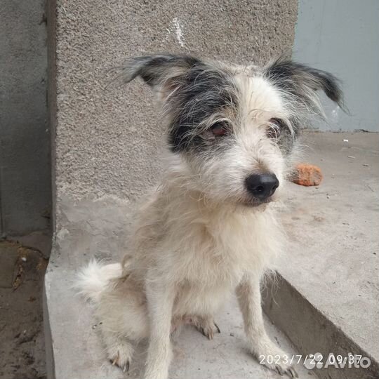 Собака Флинт