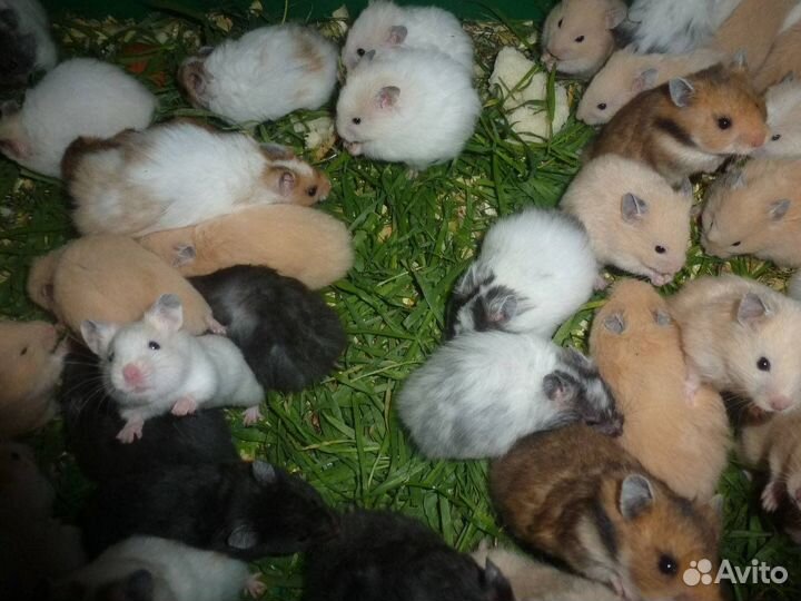 Хомяки сирийские джунгарские