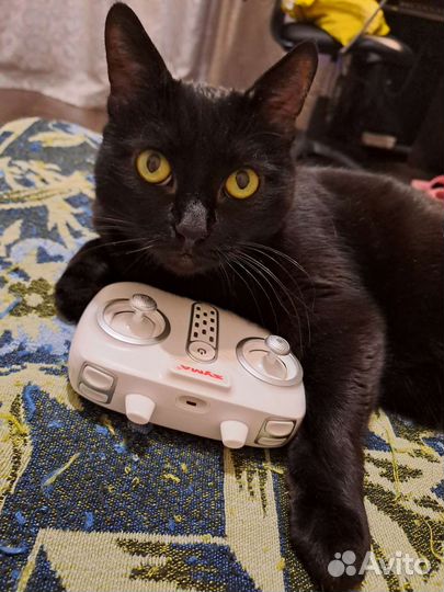 Передержка кошек Уход на время отпуска