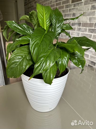 Комнатные растения