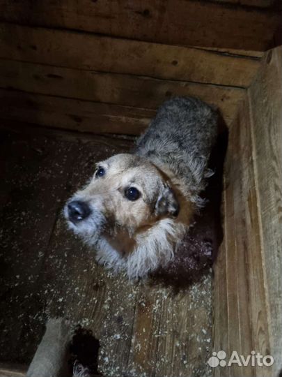 Небольшая собака для квартиры тетьеристого вида