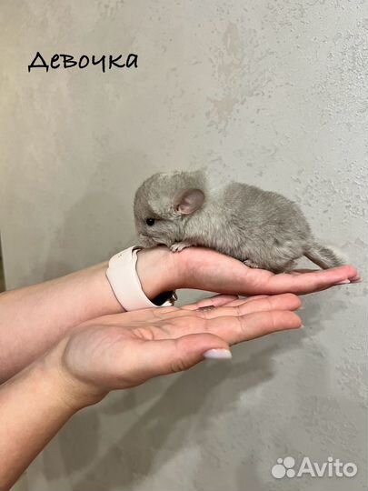 Продаются шиншиллы