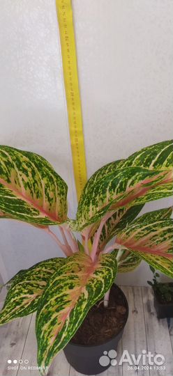 Муррая и др