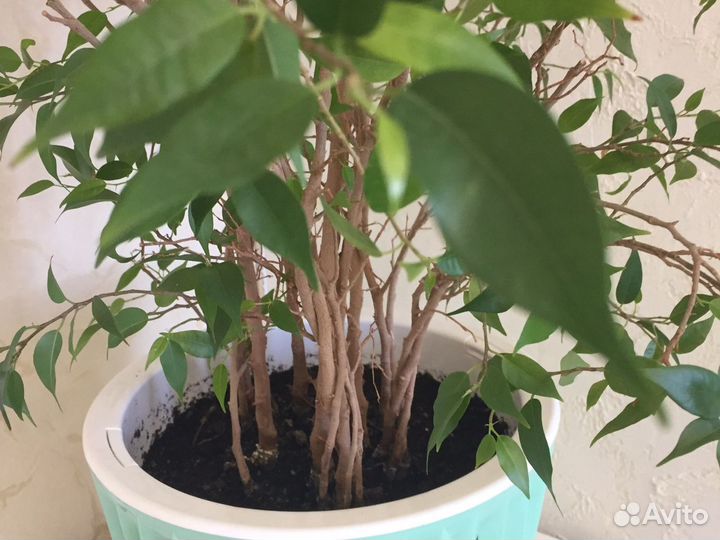 Фикус Бенджамина