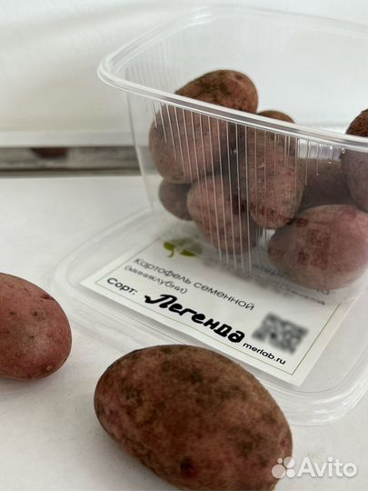 Мини-клубни «Легенда», семенной картофель