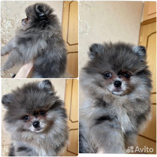 Щенки шпица мерле