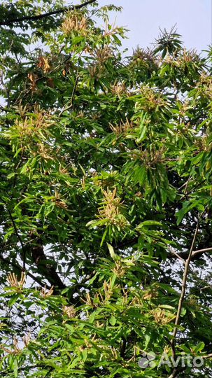 Мед Каштановый 2023 (мёд с каштана) 1кг