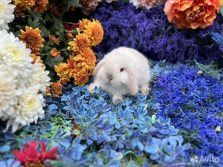 Красивые кролики Мини