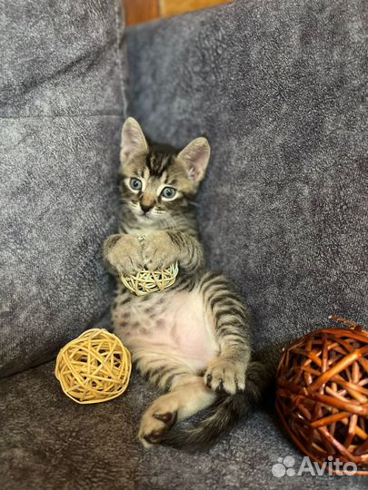 Котята в добрые руки бесплатно