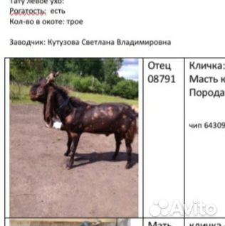 Козочки