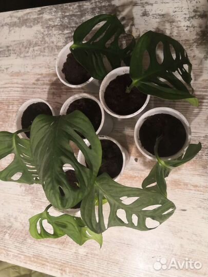 Монстера маски