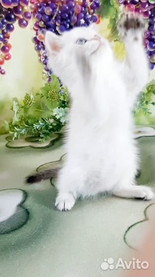 Шотландские золотые котята