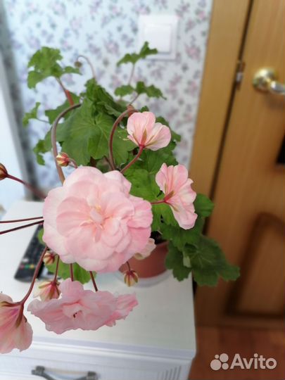 Пеларгония герань фуксия