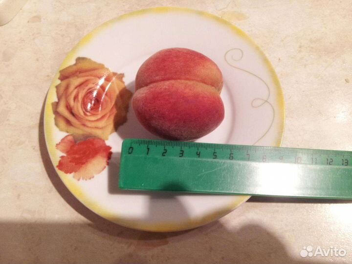 Персик Памяти Бубновского