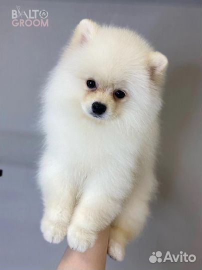 Стрижка собак и кошек (Калуга)