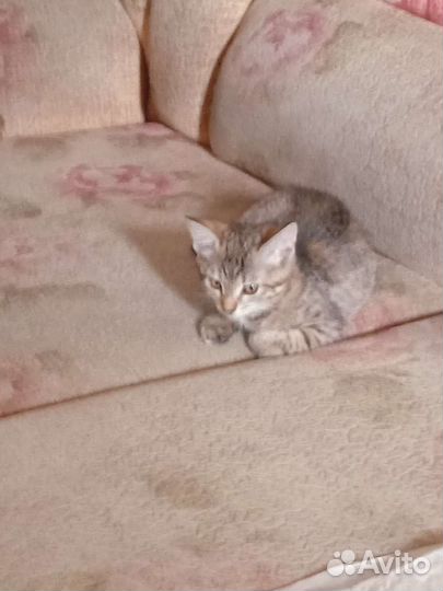 Другая порода