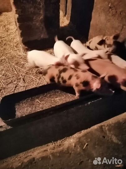 Продаю поросят