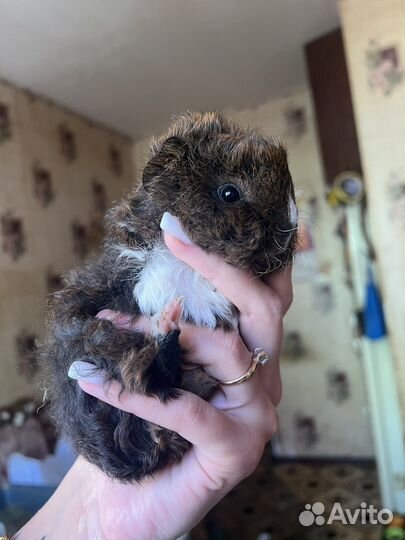 Морские свинки перуанские