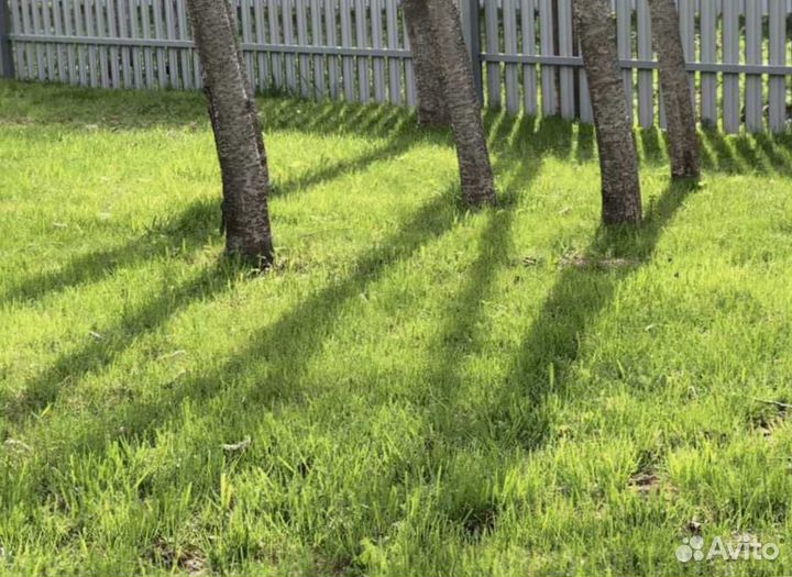 Семена газонной травы