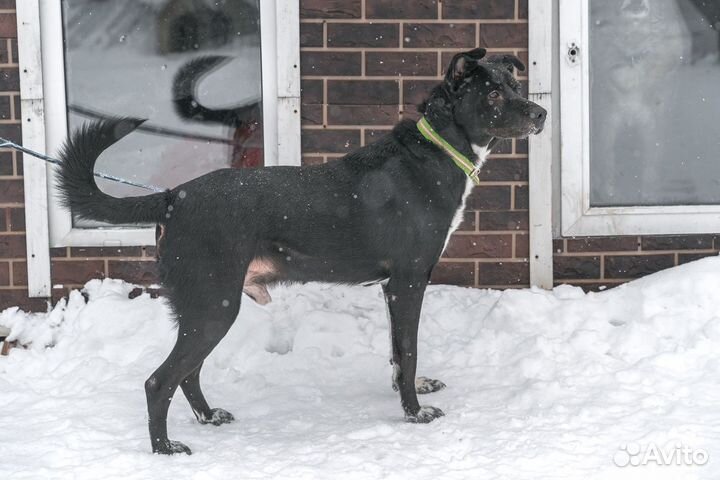 Крепкий и сильный