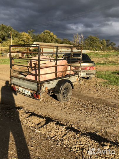 Свиньи скот