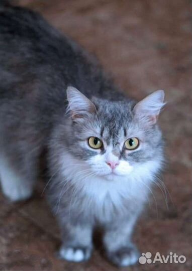 Нежнейшая Эмилия, метис перса, в добрые руки