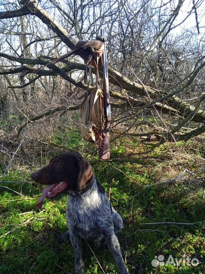 Дратхаар вязка