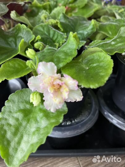 Свежесрез листики фиалка сортовая