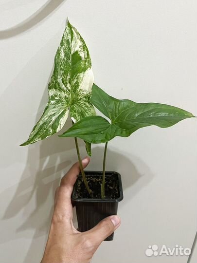 Сингониум imperial white империал вайт