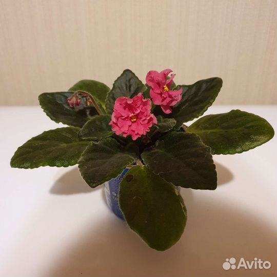 Фиалка бордовая гофрированная