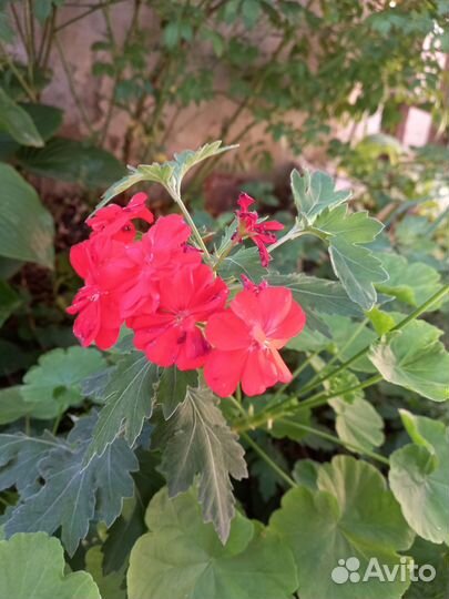 Пеларгония герань
