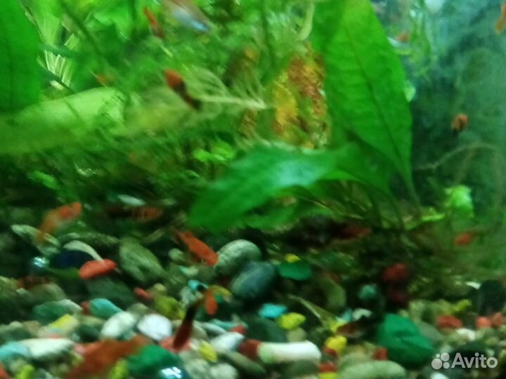 Рыба меченосец