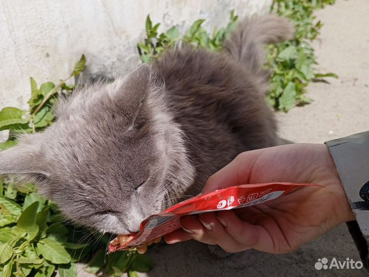 Котик бесплатно