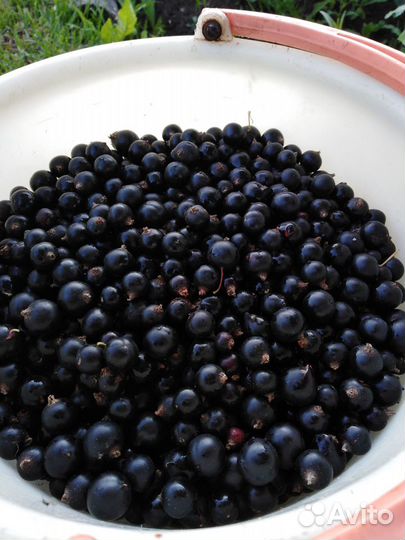 Саженцы смородины черной,красной, малины, ежевики