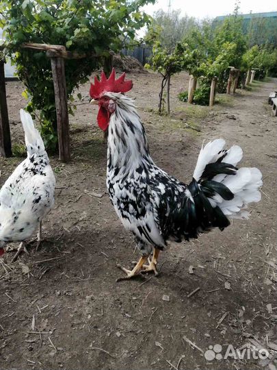 Петух Леггорн Долматинец