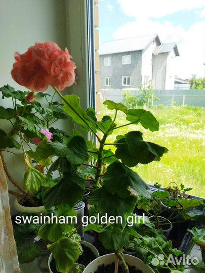 Пеларгонии