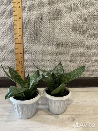 Сансевиерия ханни