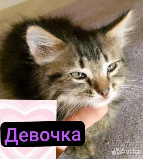 Котята (Кошки и коты)мышеловы, крысыловы