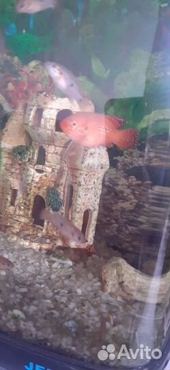 Мальки цихлид Хромисов