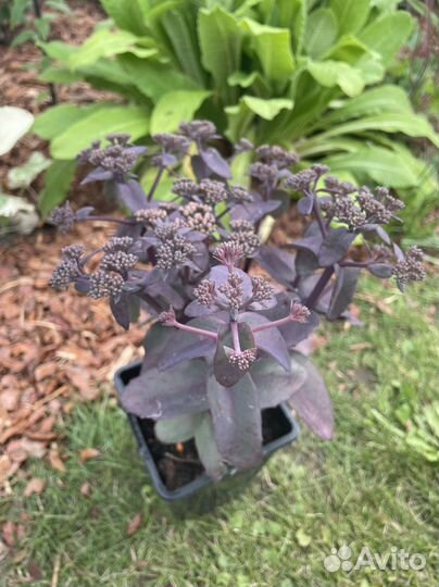 Седум (очиток)