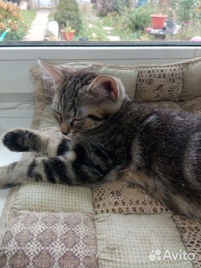 Кошечка в очень добрые руки