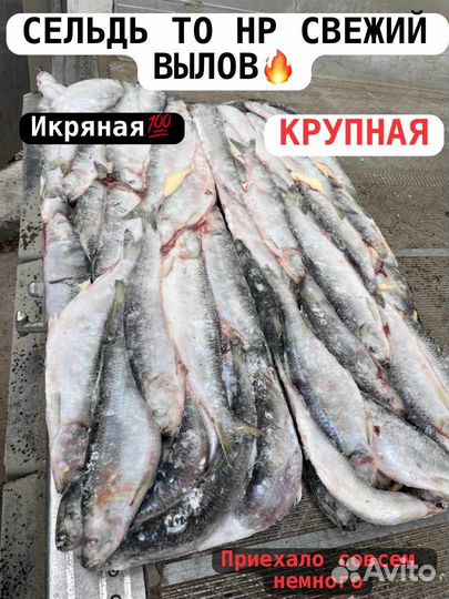 Сельдь Свежемороженая. Крупная. Свежий вылов