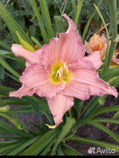 Садовые зимостойкие растения