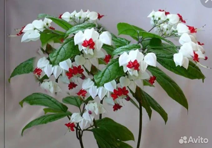 Клеродендрум томпсон