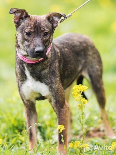 Собака Ириска ищет дом