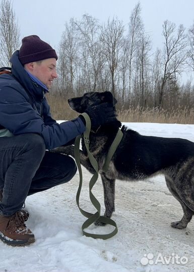 Тигровый бриллиант, некрупная собака