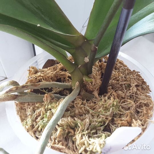 Орхидея Фаленопсис.Карина