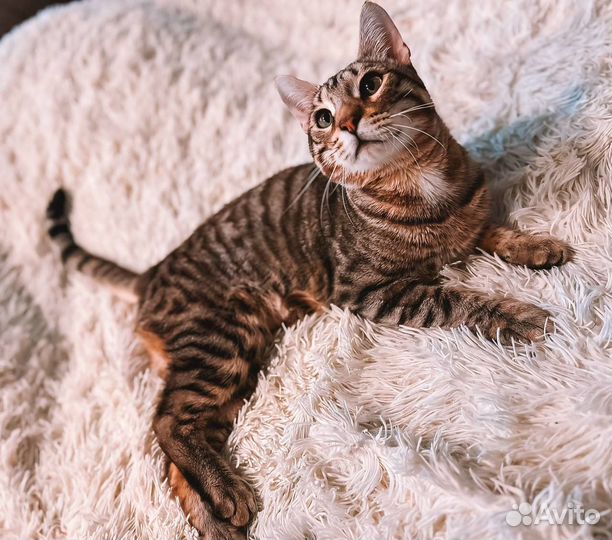 Котик в добрые ручки